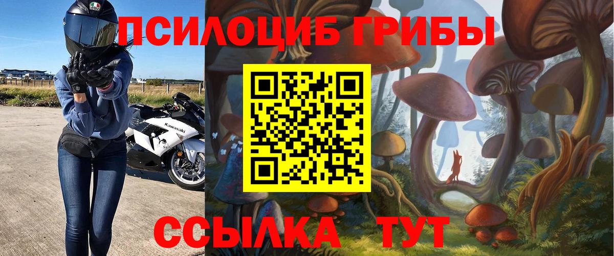 Галлюциногенные грибы Psilocybe Лабинск